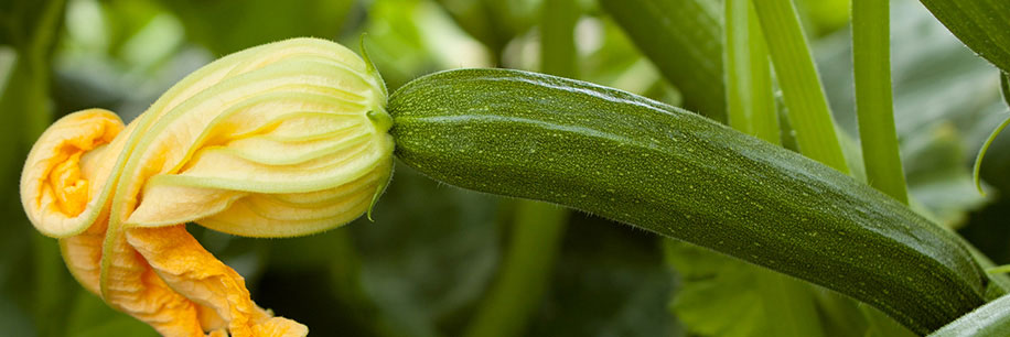 Bio-Zucchini in Sannmanns Biogärten ernten.