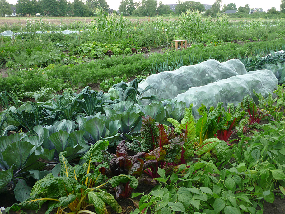 Gemüse-Parzelle in Sannmanns Biogärten